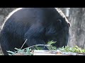 八木山動物公園 ツキノワグマ アオバ