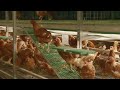 🥚AVIARY Free Range Egg Production, MODERN POULTRY FARMING. Free range aviary system