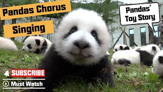 Pandas Chorus Singing A Beautiful Songs | iPanda