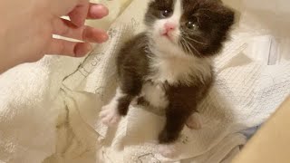 指をミルクと間違えてハムハムしちゃう赤ちゃん猫 #shorts