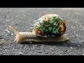 The Art of Snails and Snails in Art - Professor Steve Jones