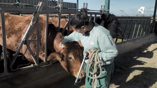 Bea sigue con la revisión de cornamentas