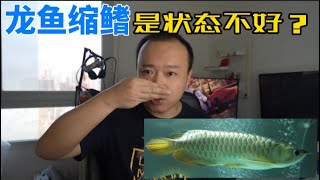 #258 龙鱼缩鳍是怎么回事？状态不好吗？