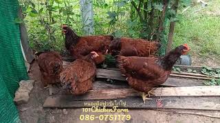 ไก่ไข่โร้ดแดง (ดั้งเดิม) /สายพันธุ์แท้ /สายต่างประเทศ/ Heritage Rhode Island Red (Australia)