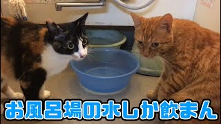 三毛猫ドレミ、茶チトラのちゃーちゃ、お風呂場の水しかのみません（笑）