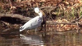 アオサギ（1）超大物（秋ヶ瀬公園） - Grey heron - Wild Bird - 野鳥 動画図鑑