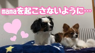 【パピヨン🐶ベルトマトちゃん】掘り出し物動画※概要欄ご覧ください※