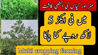 intercropping cotton with peas || mater or kapas ki multi cropping || #peas #cotton #farming