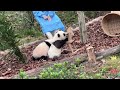 adorable 3 months baby pandas