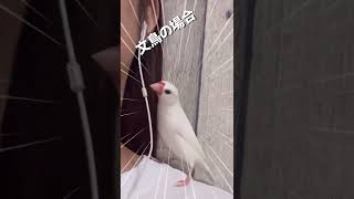 うちのオカメインコは嘘をついているようです😂　#shorts