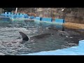 名古屋港水族館サマーナイトアクアリウム　シャチ