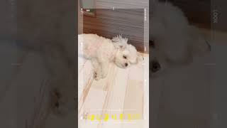 【チラチラこっち見る】床で二度寝❣️チワマルアッシュ！#shorts #dog #犬 #癒し