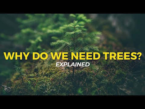 Why are trees essential?