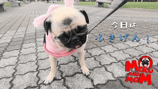 【パグ】ご機嫌ななめのパグ犬に手を焼くママの姿をぜひ見てほしい！【Pug】