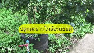 ปลูกมะนาวในวงล้อยางรถยนต์เก่า (2 years old lemon tree plant in old car wheel)