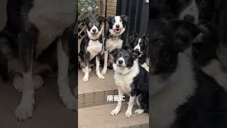 【猟師んちの５頭のボーダーコリー】名前が呼ばれたコから来る犬【並ぶ犬】