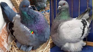 World's Biggest Pigeon French Mondain - Incredibly BIG Fancy Pigeon in the Worl.