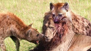 Bloodthirsty hyena pack attacks lion, wildlife attacks