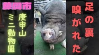 🐖【藤岡市】ミニブタと距離が近い！庚申山ミニ動物園 Interacting with mini pigs