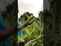 PANEN JAGUNG DI KEBUN WA ENTUR||JAGUNG THAILAND #shorts