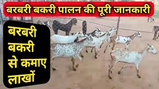 Barbari goat Farming in India for better profit | बरबरी बकरी पालन कैसे करें (bakri palan kaise kare)