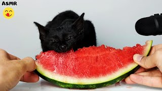 Cat Eating Watermelon ASMR 🍉