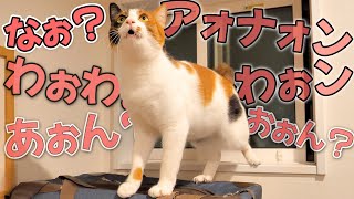 深夜3時に聞いたことない鳴き声で叫び始める猫。つられて他の猫たちも鳴き始めてとんでもないことに…