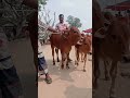 আপনার খামারের বা বাসায় পোষার জন্য।৷ গরু cow animals