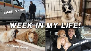 WEEKLY VLOG | Rescuing a dumped rabbit, pet updates, exciting announcements, etc.