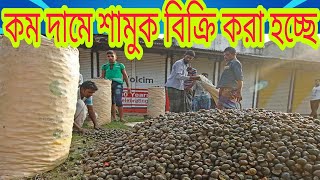 কম দামে শামুক বিক্রি করা  হচ্ছে।  (১৮০ টাকা * ৫০ কেজি শামুক। টাটকা শামুক ক্রয় ও বিক্রিয় করতে পারবেন