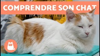 Pourquoi les chats ronronnent - COMPRENDRE SON CHAT