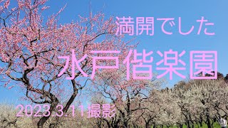 満開の水戸偕楽園 堪能しました   2023.3.11撮影  NO.108