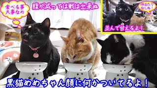 ＜2匹の猫通信＞ハッチとマックの「ほっこりライブ」黒猫めめちゃん顔におやつが！食べることは大事！2019 09 14 - Cat Live Stream in Japan - Cat Life TV