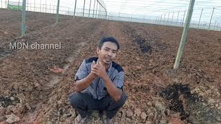 Cara mengatasi rumput agar tidak tumbuh bagian 2