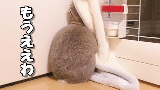 ウサギが拗ねるとこうなりますｗ