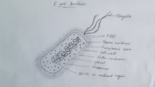 How to draw E-coli bacteria???