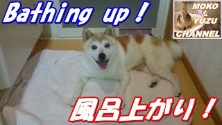 風呂上がりにさっぱりした犬がこちらです　Dog's bath rising