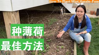 [ENG SUB] 薄荷种植最大误区和解决办法How To Plant Mint Hassle-Free