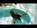 キンカチョウの気持ちいい～可愛い水浴び❤｜錦花鳥・錦華鳥　cute zebra finch bathing　動画1269