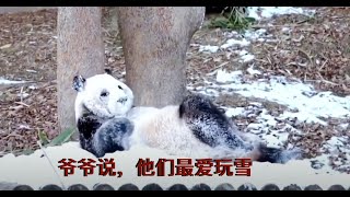 爷爷和福宝父女玩雪，熊猫好可爱，爷爷好幼稚