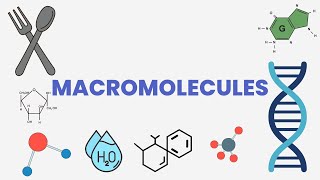 Macromolecule Comparison