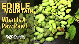 Edible Mountain - What Is A Paw Paw?