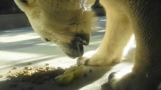 しろくまピースの青リンゴ付きおやつ時間♩とべ動物園