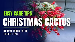 Christmas Cactus (Blooming Tips For Beginners and Experts)