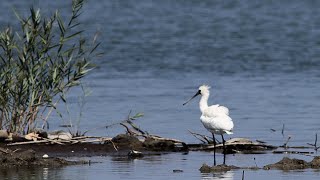 林邊鄉的黑面琵鷺Platalea minor  （2024 04 19）