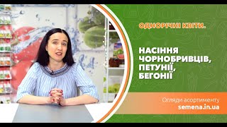 Однорічні квіти. Насіння чорнобривців, петунії, бегонії