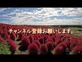 4k コキアカーニバル コキア コキアカーニバル 国営ひたち海浜公園