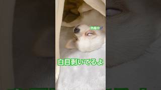 白目剥いて寝てる犬 #子犬 #わんこ #犬 #チワワ