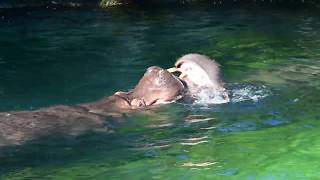 【天王寺動物園】大迫力のカバのケンカシーン (Hippo battle)