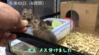 デグー生後６週間でオスメス分けました